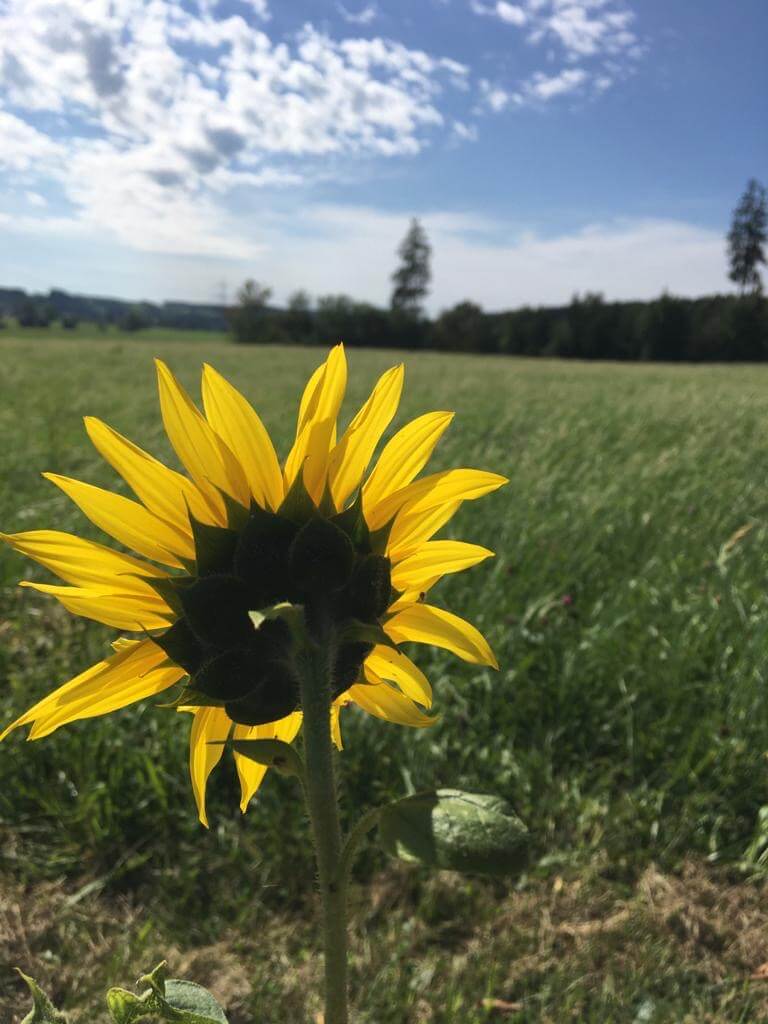 Sonnenblume in Landschaft-Wichtige Artikel zum Umgang mit dem Kinderwunsch-Blogparade auf www.kindersehnsucht.de